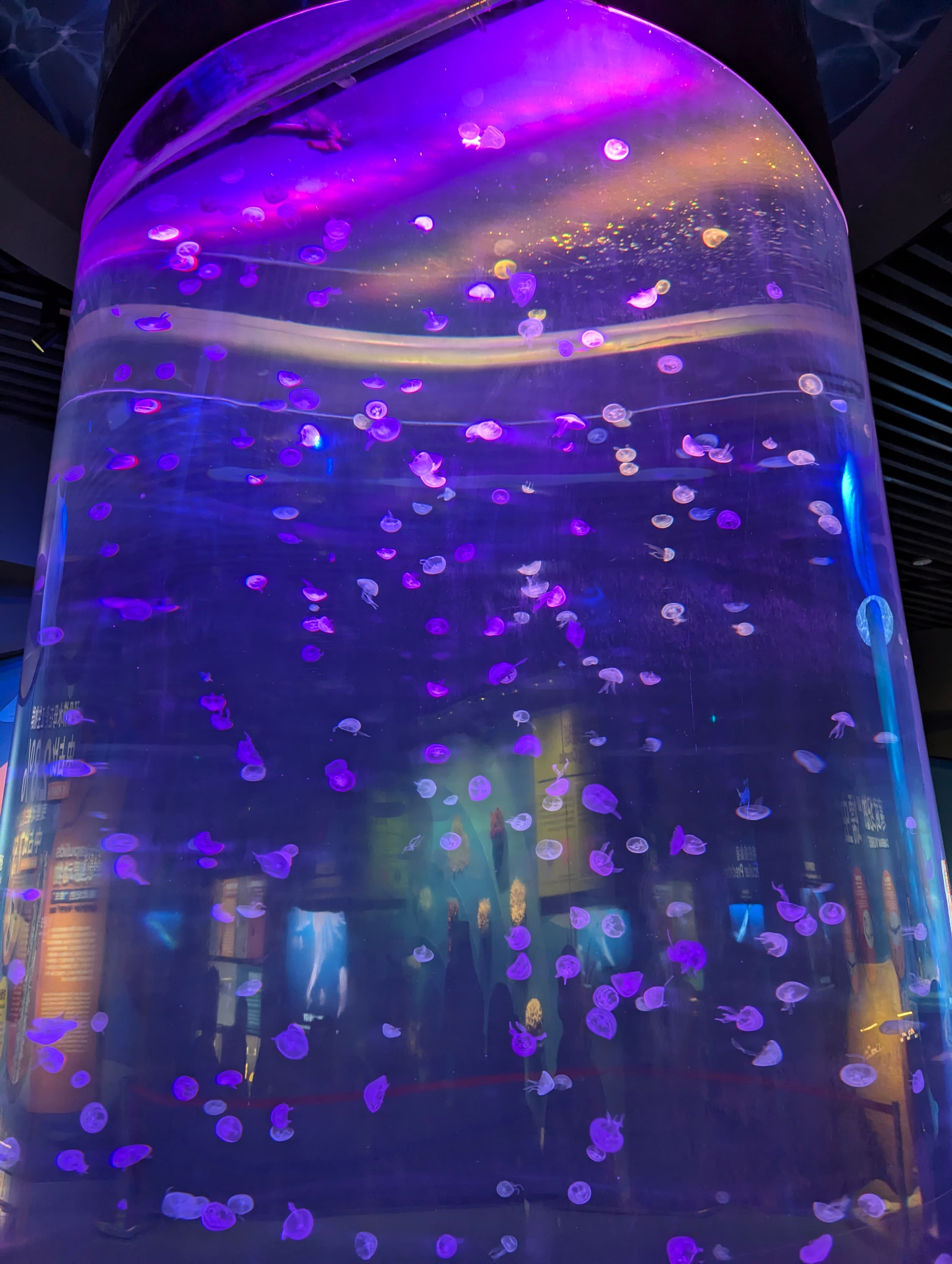 1000052146