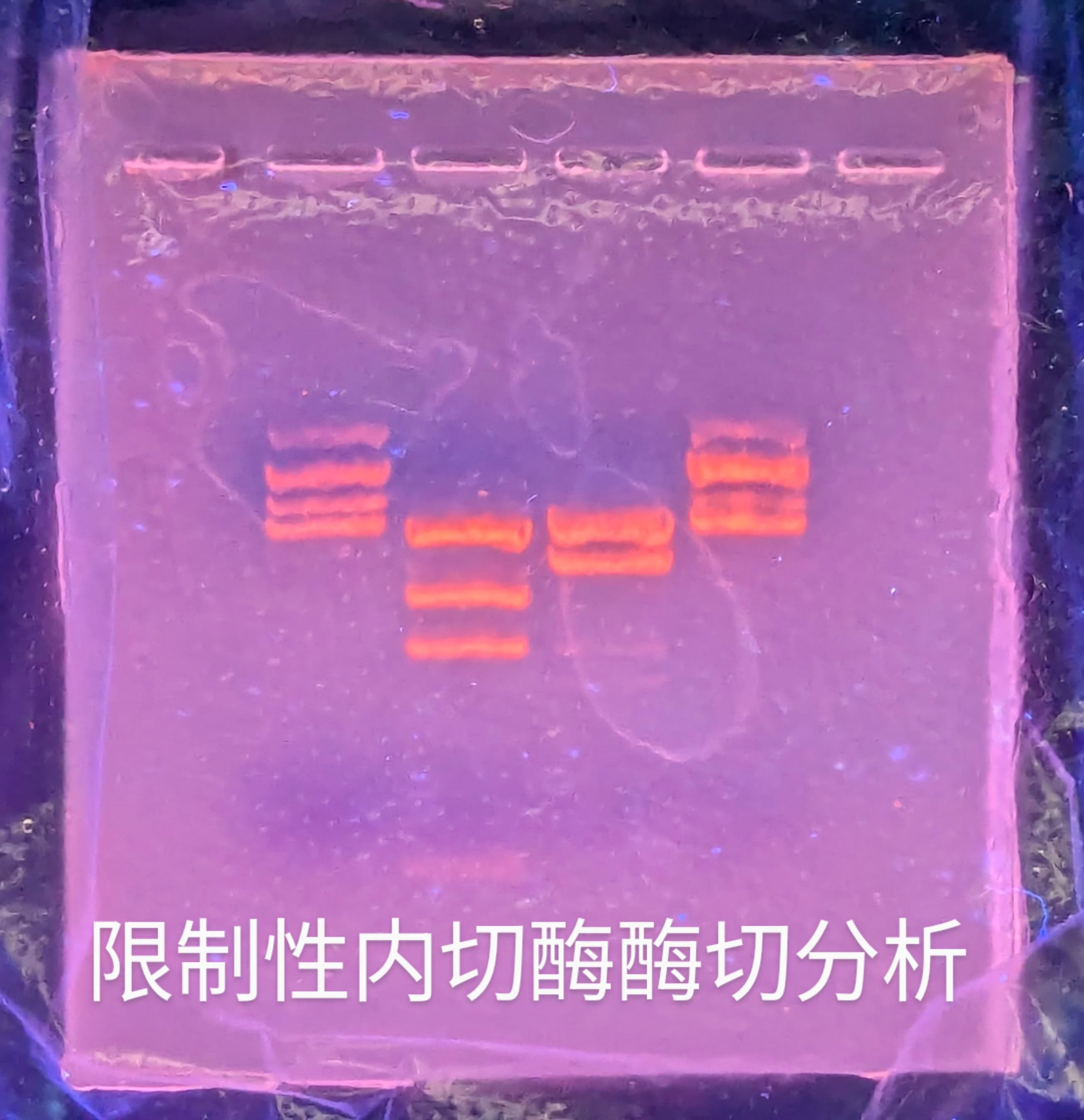 PXL_20240715_042257147~2