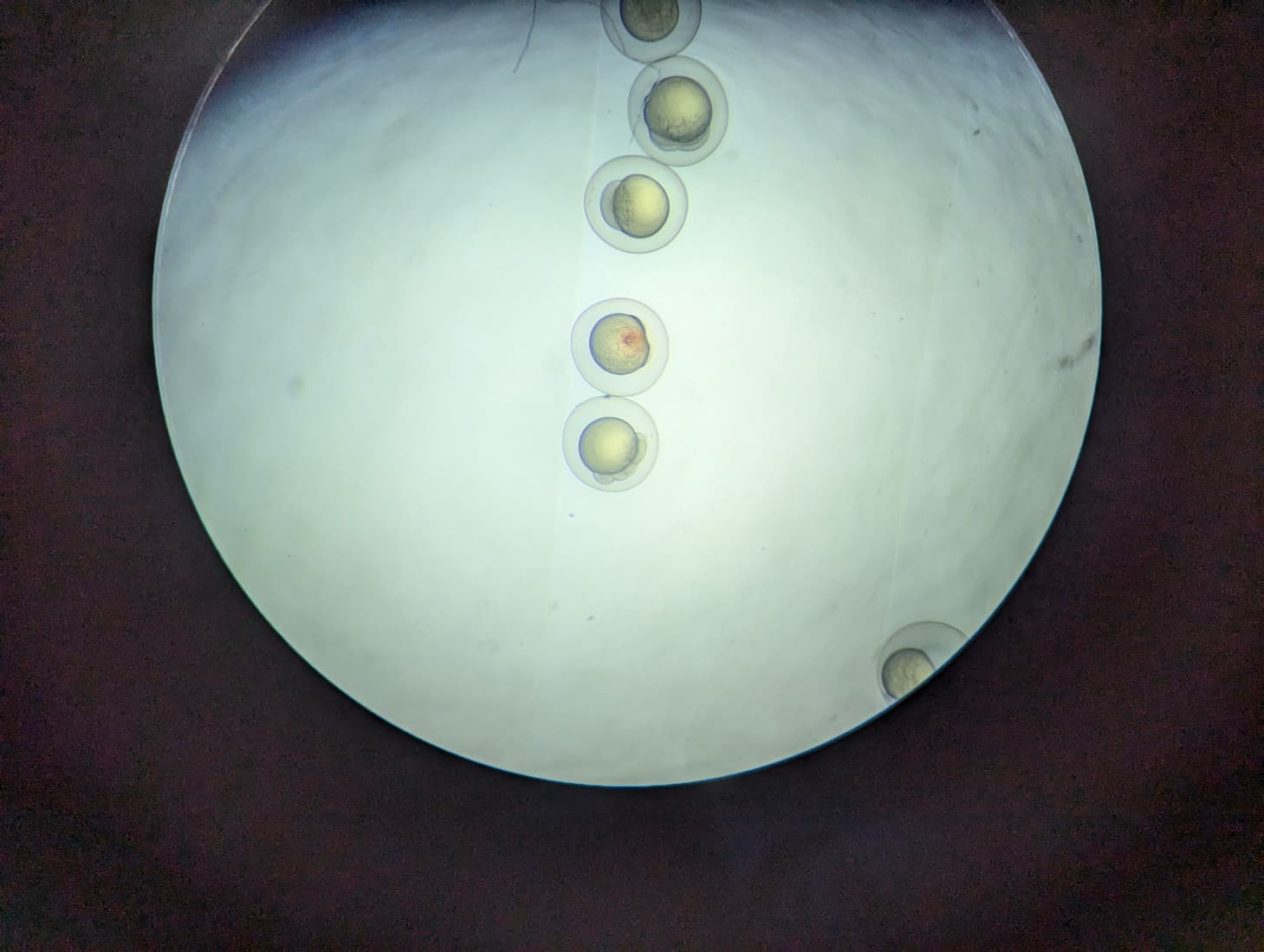 PXL_20240716_062722966