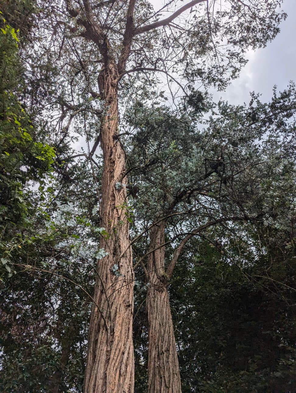 PXL_20240717_023744600