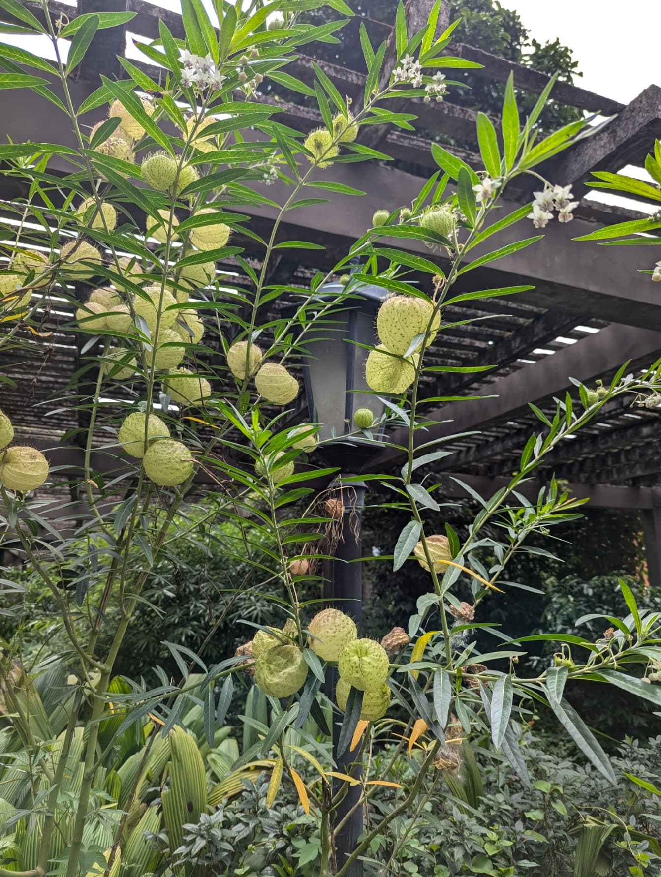 PXL_20240717_031617019