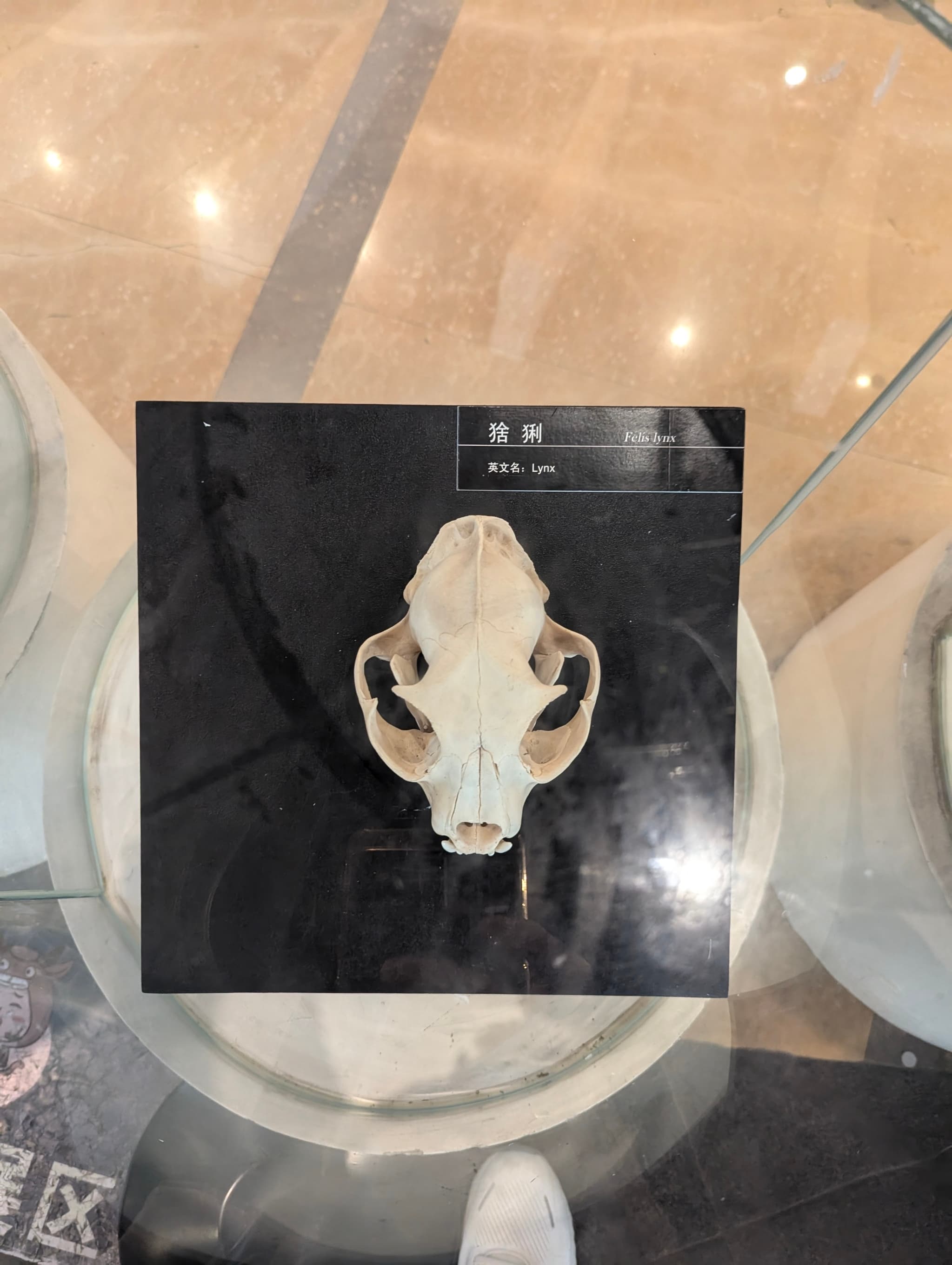 PXL_20240717_060551080